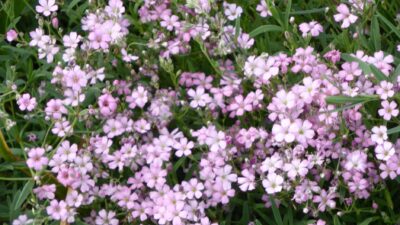 Gypsophila repens 'Rosea'