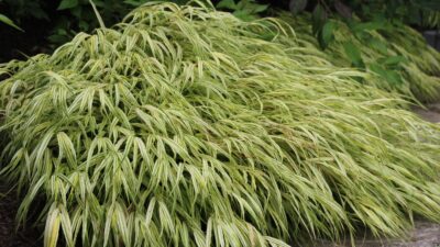 Hakonechloa macra 'Aureola'