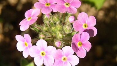 Androsace sarmentosa