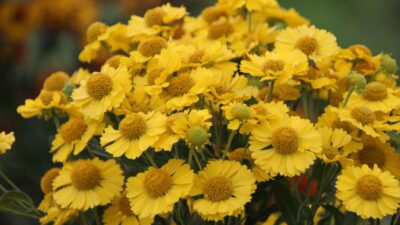 Helenium x cult. 'Kanaria'