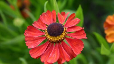 Helenium x cult. 'Kupferzwerg'