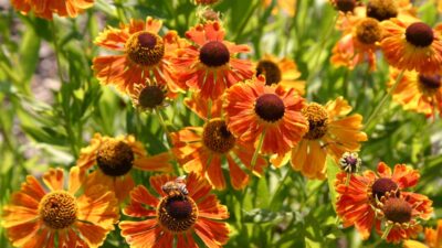 Helenium x cult. 'Waltraut'