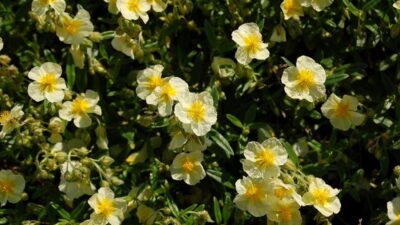 Helianthemum x cult. 'Eisbär'