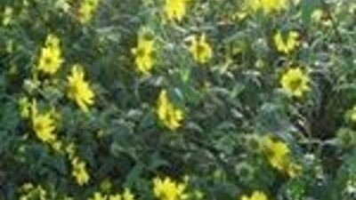 Helianthus microcephalus