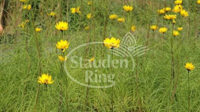 Helianthus salicifolius