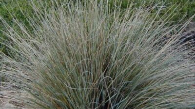 Helictotrichon sempervirens 'Saphirsprudel'
