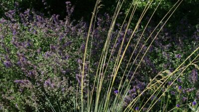 Helictotrichon sempervirens