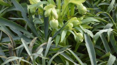 Helleborus foetidus