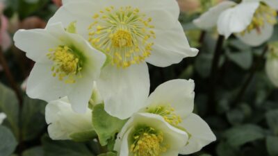 Helleborus niger