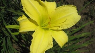 Hemerocallis x cult. 'Buried Treasure'