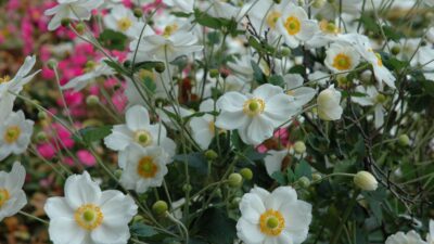 Anemone japonica 'Honorine Jobert'
