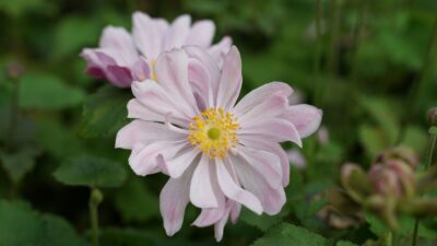 Anemone japonica 'Königin Charlotte'
