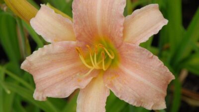 Hemerocallis x cult. 'Luxury Lace'
