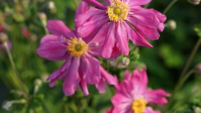 Anemone japonica 'Prinz Heinrich'