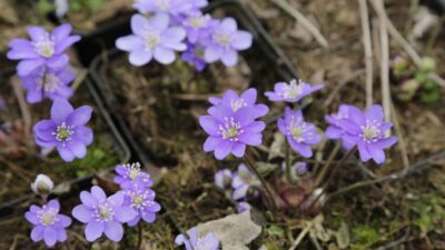 Hepatica nobilis