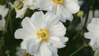 Anemone japonica 'Whirlwind'