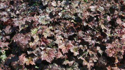 Heuchera micrantha 'Palace Purple'