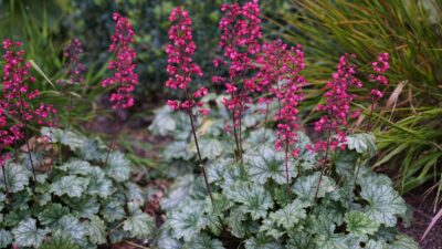 Heuchera sanguinea 'Leuchtkäfer'