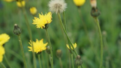 Hieracium pilosella