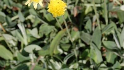 Hieracium pilosella 'Niveum'