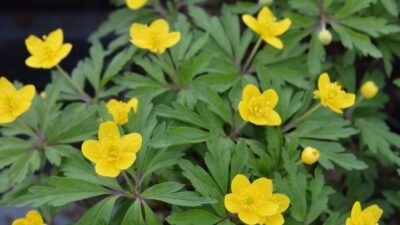 Anemone ranunculoides