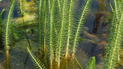 Hippuris vulgaris