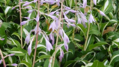 Hosta undulata 'Univittata'