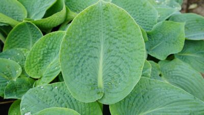 Hosta sieboldiana 'Big Daddy'
