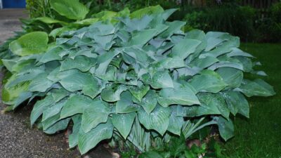 Hosta nigrescens 'Krossa Regal'