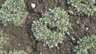 Antennaria dioica var. borealis