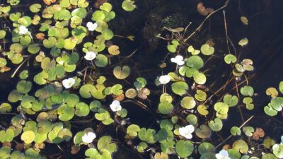 Hydrocharis morsus-ranae