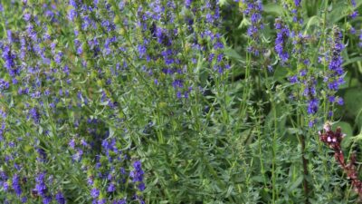 Hyssopus officinalis