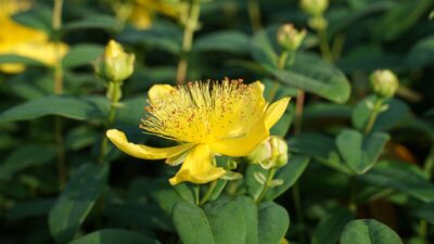 Hypericum calycinum