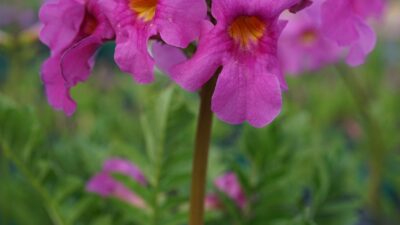 Incarvillea delavayi