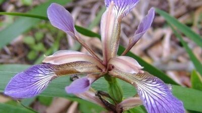 Iris foetidissima