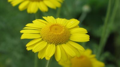 Anthemis tinctoria 'Kelwayi'