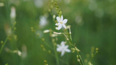 Anthericum ramosum