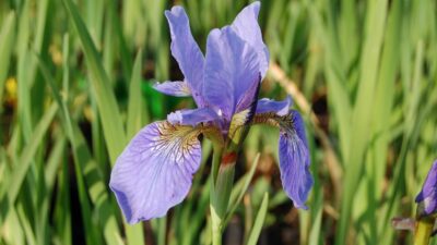 Iris sibirica 'My Love'