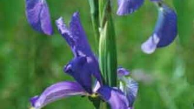 Iris spuria