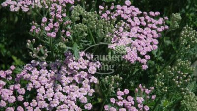 Achillea millef. 'Lilac Beauty'