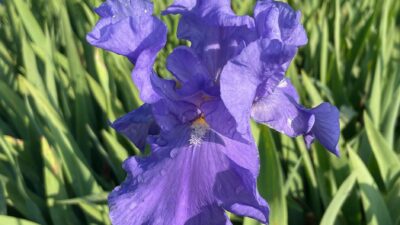 Iris x barbata-elatior 'Jane Phillips'