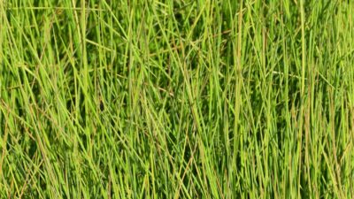 Juncus effusus