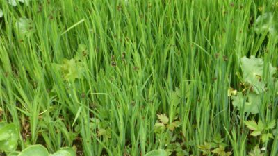 Juncus ensifolius