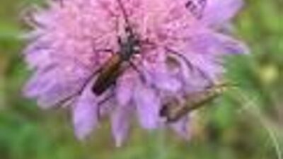 Knautia arvensis
