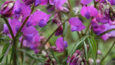 Lathyrus vernus