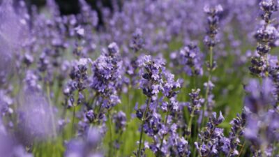 Lavandula angustifolia 'Dwarf Blue'