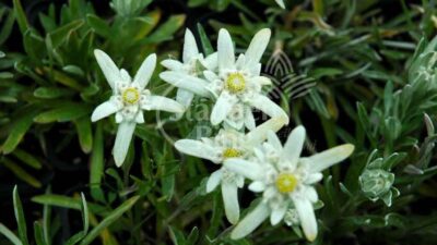 Leontopodium alpinum