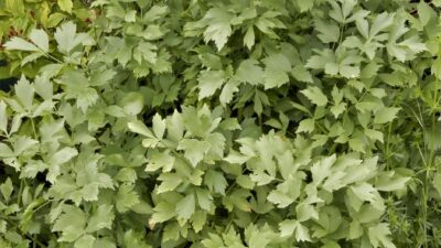 Levisticum officinale