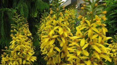 Ligularia stenocephala 'Weihenstephan'