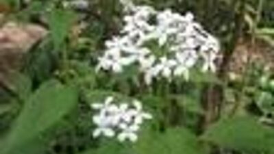 Lunaria rediviva